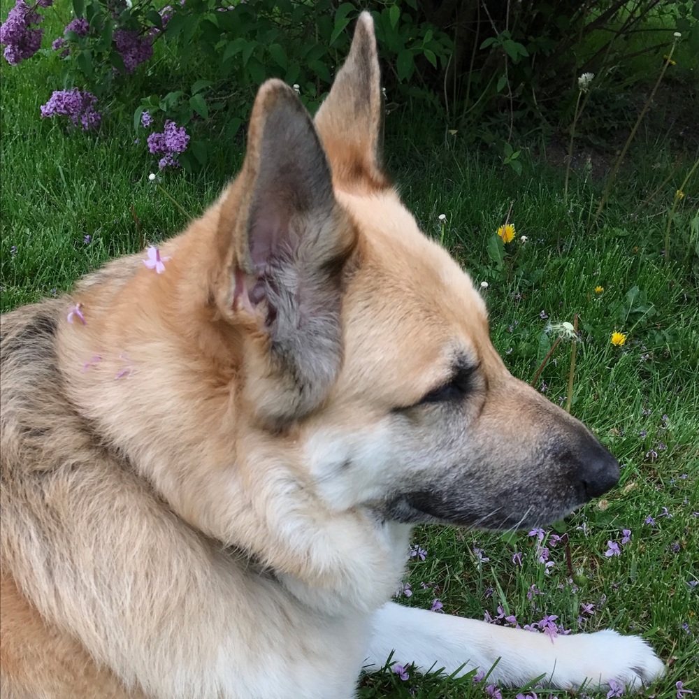Meet your Posher, Sakura